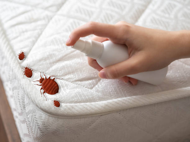 Best Wasp Removal Services  in Somerville, TX