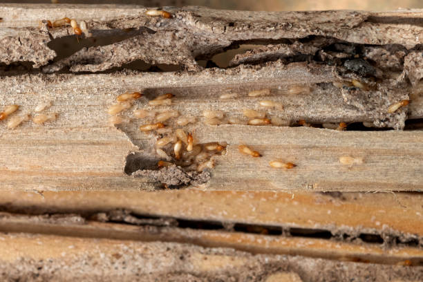 Best Residential Pest Control  in Somerville, TX
