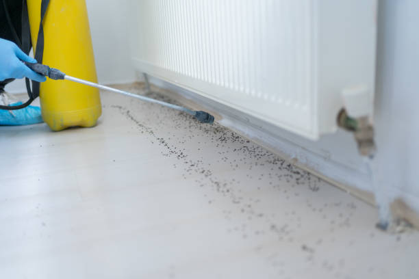 Best Ant Control Services  in Somerville, TX