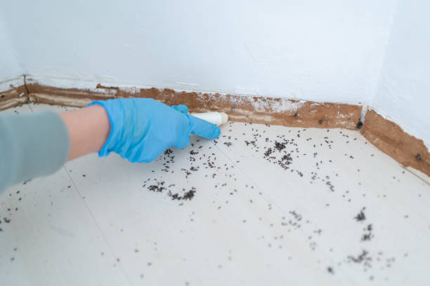 Best Local Pest Control Services  in Somerville, TX